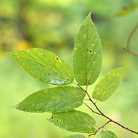 Close up of northern hackberry leaves