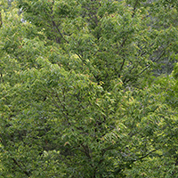 Image of northern hackberry tree