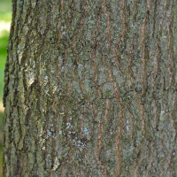 Close up of northern pin oak bark