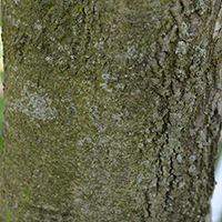 Close up of pawpaw bark