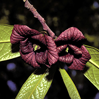 Vue rapprochée des fleurs du asiminier trilobé