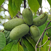 Close up of pawpaw fruit