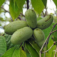 Vue rapprochée des fruits du asiminier trilobé