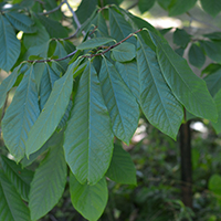 Vue rapprochée des feuilles du asiminier trilobé