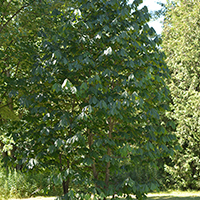 Image of pawpaw tree