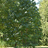 Image of pawpaw tree