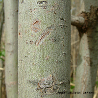 Close up of peachleaf willow bark