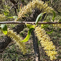 Close up of peachleaf willow flowers