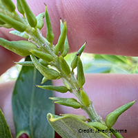 Close up of peachleaf willow fruit