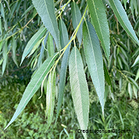 Close up of peachleaf willow leaves