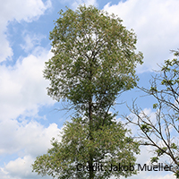 Photo d’un saule à feuilles de pêcher