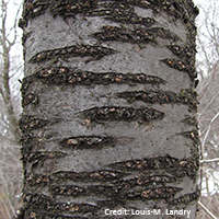 Close up of TREE NAME bark