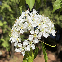 Vue rapprochée des fleurs du cerisier de Pennsylvanie