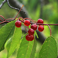 Vue rapprochée des fruits du cerisier de Pennsylvanie