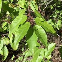 Vue rapprochée des feuilles du cerisier de Pennsylvanie