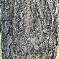 Close up of pin oak bark