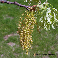 Close up of pin oak flowers