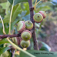 Close up of pin oak fruit