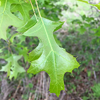 Close up of pin oak leaves