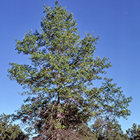 Image of pin oak tree