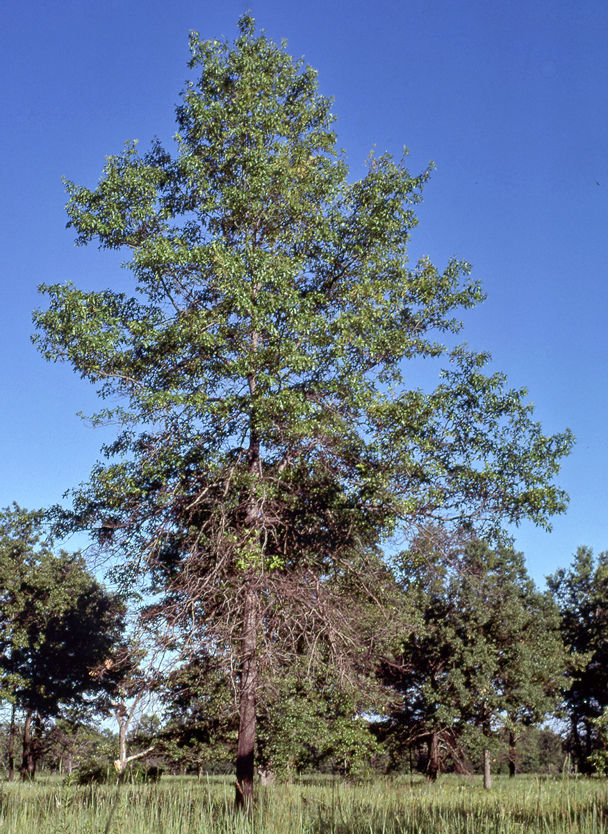 Pin on trees