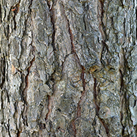 Close up of pitch pine bark