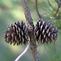 Close up of pitch pine cones
