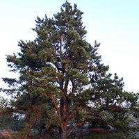 Image of pitch pine tree