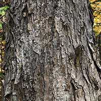 Close up of red maple bark