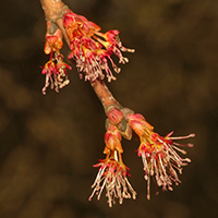 Close up of red maple flowers