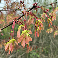 Close up of red maple keys