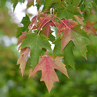 Close up of red maple leaves