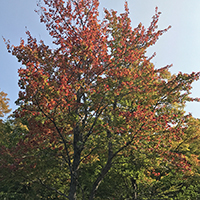 Image of red maple tree
