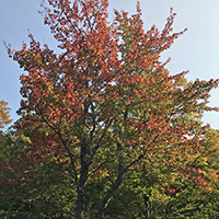 Photo d’un érable rouge