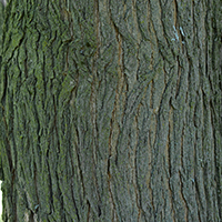 Close up of red mulberry bark