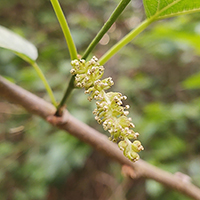 Close up of red mulberry flowers