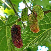 Close up of red mulberry fruit