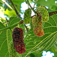 Vue rapprochée des fruits du mûrier rouge