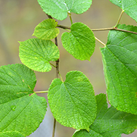 Vue rapprochée des feuilles du mûrier rouge