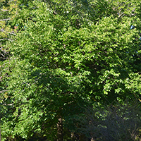 Image of red mulberry tree