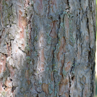 Close up of red pine bark
