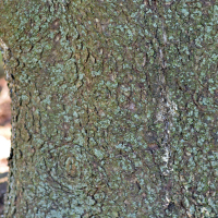 Close up of red spruce bark