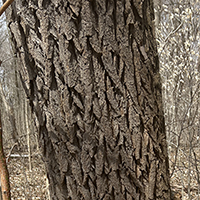 Close up of sassafras bark