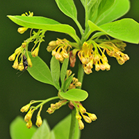 Vue rapprochée des fleurs du sassafras officinal