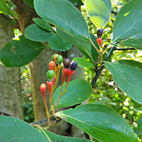 Close up of sassafras fruit