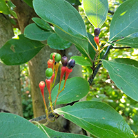 Vue rapprochée des fruits du sassafras officinal