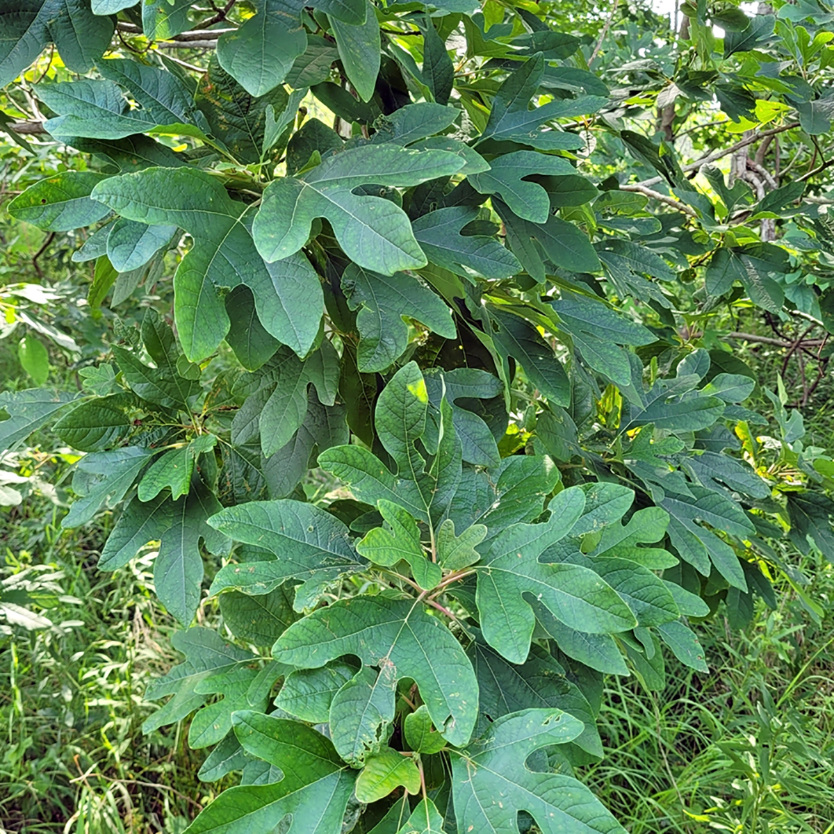 Sassafras | ontario.ca