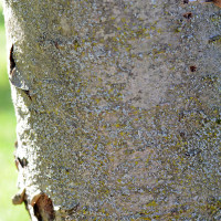 Close up of showy mountain ash bark
