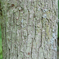 Close up of silver maple bark