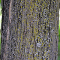 Close up of sugar maple bark